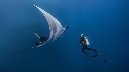 Riesenmanta-Rochen mit Taucher auf der Insel Roca Partida, Socorro, Mexiko - ISF06458