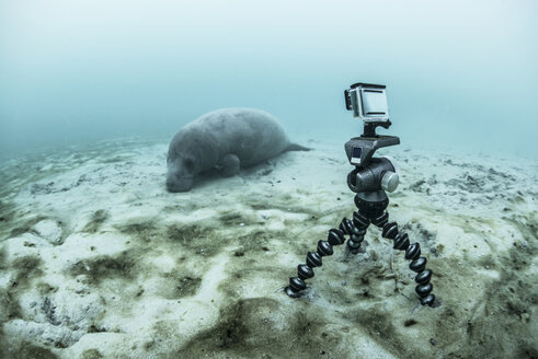 Unterwasserkamera auf einem Stativ beim Filmen einer schlafenden Seekuh, Biosphärenreservat Sian Kaan, Quintana Roo, Mexiko - ISF06476