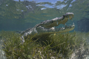 Unterwasseransicht des Amerikanischen Krokodils (Crodoylus acutus) im flachen Wasser des Biosphärenreservats Chinchorro Atoll, Quintana Roo, Mexiko - ISF06477