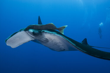 Riesenmanta (Manta Birostris) mit großer Remora über seinem Auge, Taucher im Hintergrund - ISF06478