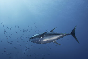 Large Yellowfin Tuna (Thunnus Albacares) launches at amazing speed towards school of mackerel - ISF06479