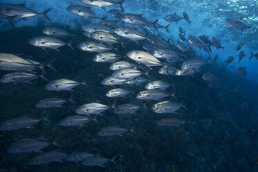 Large school of Big Eye Jacks (Caranx Sexfasciatus) swimming close to surf - ISF06480