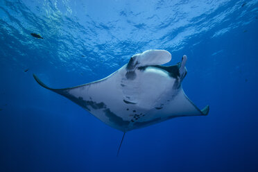 Giant Manta (Manta Birostris) gracefully glides out of deep blue to surface - ISF06481