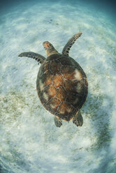 Die Grüne Meeresschildkröte (Chelonia Mydas) sucht im seichten Wasser der Bucht von Akumal, Mexiko, nach Seegras als Futterquelle - ISF06482