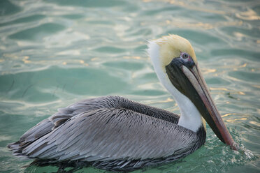 Brown Pelican (Pelecanus Occidentalis) - ISF06483