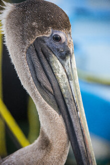 Brown Pelican (Pelecanus Occidentalis) - ISF06484