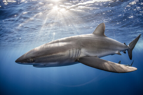 Seidenhai (Carcharhinus Falciformis) schwimmt in der Nähe des Fotografen, lizenzfreies Stockfoto