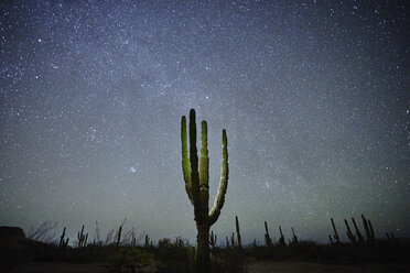 Cactus, La Paz, Baja California, Mexico - ISF06539