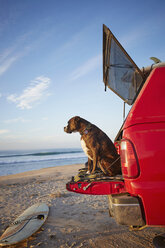 Hund auf der Rückbank eines Autos am Strand - ISF06551