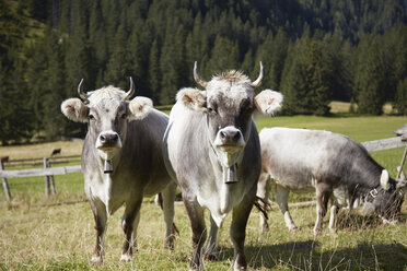 Portrait of cows wearing cowbells in valley, Ehrwald, Tyrol, Austria - ISF06641
