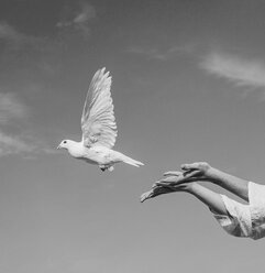 Woman releasing white dove into sky - ISF06710