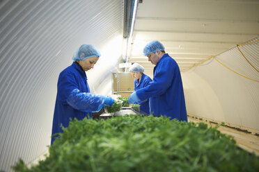 Arbeiterinnen am Fließband mit Haarnetzen beim Verpacken von Gemüse - CUF18055