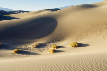 Desert grass and sand dunes, Death Valley, California, USA - ISF06856