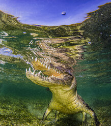 Unterwasserporträt eines Krokodils am Riff, Chinchorro Banks, Mexiko - ISF06876