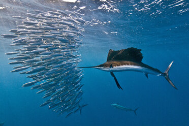 Atlantischer Segelfisch (Istiophorus albicans), der einen Sardinenköder angreift, in der Hoffnung, einen mit seinem gezackten Schnabel zu treffen, Isla Mujeres, Mexiko - ISF06961