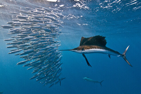 Atlantic sailfish (Istiophorus albicans) attacking a sardine baitball hoping to strike one with its serrated bill, Isla Mujeres, Mexico - ISF06961