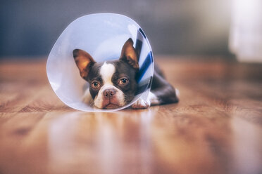 Boston Terrier puppy wearing pet cone - ISF06985