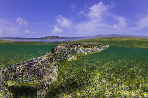 Unterwasseransicht eines Krokodils an der Meeresoberfläche, Chinchorro Banks, Mexiko - ISF06989