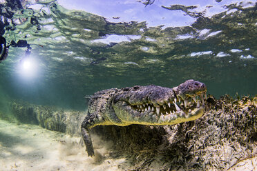 Unterwasseransicht eines Krokodils auf dem Meeresgrund, Chinchorro Banks, Mexiko - ISF06991