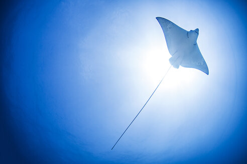 Unterwasseransicht eines Mantarochens, Cancun, Mexiko - ISF06992