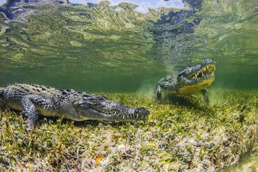 Unterwasseransicht von zwei Krokodilen am Riff, Chinchorro Banks, Mexiko - ISF06993