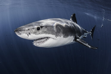 Close up underwater side view of male great white shark - ISF07009