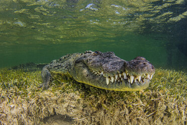 Unterwasseransicht Amerikanisches Krokodil auf dem Meeresgrund - ISF07010