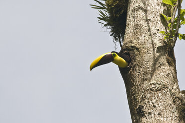 Tiefblick auf einen Tukan (rhamphastos swainsonii), der aus einem Loch im Baum herausschaut, Costa Rica - ISF07047