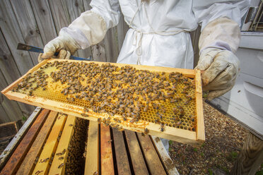 Imker hält Bienenstockrahmen mit Bienen, Mittelteil - ISF07124