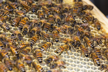 Bienenstockrahmen mit Bienen, Nahaufnahme - ISF07125