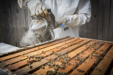 Imker raucht Bienen im Bienenstock, Mittelteil - ISF07126