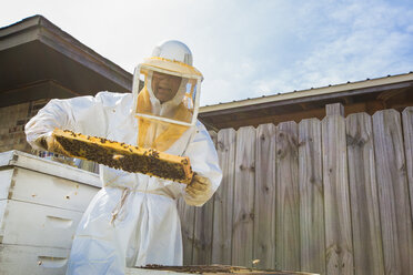 Imker nimmt Rähmchen aus dem Bienenstock - ISF07128