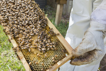 Imker hält Bienenstockrahmen mit Bienen, Nahaufnahme - ISF07129