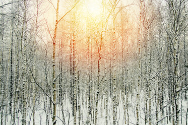 Winterlandschaft bei Sonnenuntergang, Russland - CUF18841