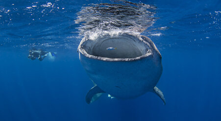 Whale Shark with diver swimming nearby - CUF18851