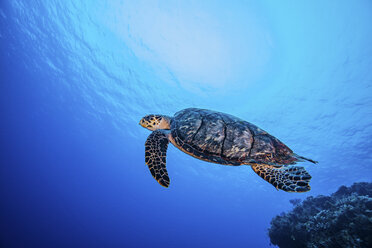 Hawksbill-Schildkröte schwimmt über Korallen, Cozumel - CUF18852