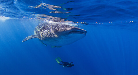 Walhai mit darunter schwimmendem Taucher, lizenzfreies Stockfoto