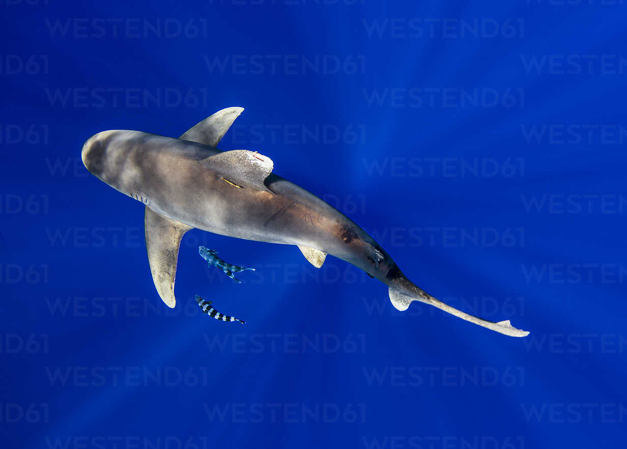 Oceanic whitetip shark accompanied by pilotfish - Stock Image