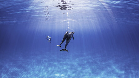 Atlantische Fleckendelfine schwimmen nahe der Meeresoberfläche - CUF18859