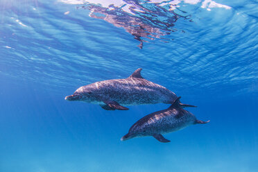 Atlantic Spotted Dolphins swimming near surface of ocean - CUF18860