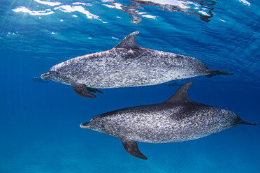Male Spotted Dolphins swimming near surface of ocean - CUF18861