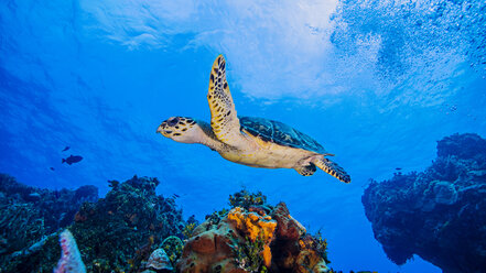 Hawksbill-Schildkröte schwimmt über Korallen, Cozumel - CUF18876