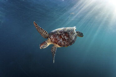 Rare green sea turtle (Chelonia Mydas), swimming in open ocean, Moalboal, Cebu, Philippines - CUF18893