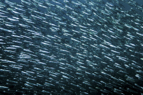 School of thousands of sardines, Moalboal, Cebu, Philippines - CUF18894