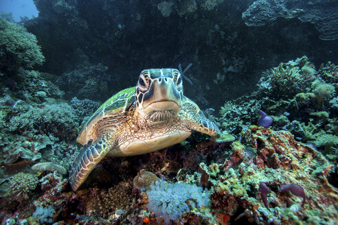 Seltene Grüne Meeresschildkröte (Chelonia Mydas), schwimmend im offenen Meer, Moalboal, Cebu, Philippinen - CUF18895