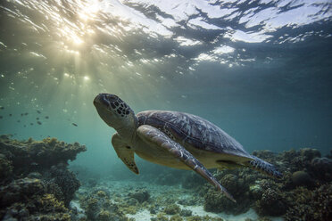 Seltene Grüne Meeresschildkröte (Chelonia Mydas), schwimmend im offenen Meer, Moalboal, Cebu, Philippinen - CUF18896