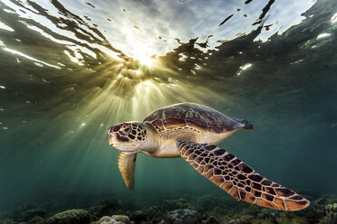 Rare green sea turtle (Chelonia Mydas), swimming in open ocean, Moalboal, Cebu, Philippines - CUF18897
