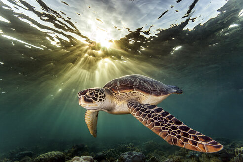 Seltene Grüne Meeresschildkröte (Chelonia Mydas), schwimmend im offenen Meer, Moalboal, Cebu, Philippinen - CUF18897