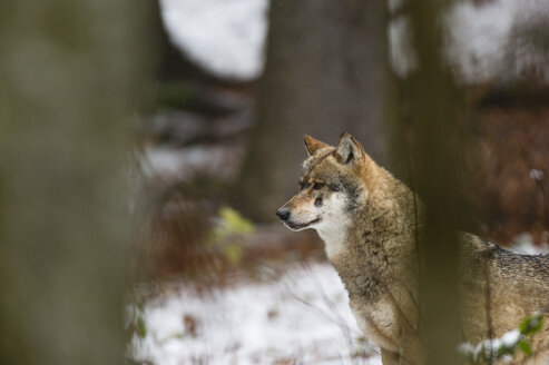 Grauwolf (Canis lupus) im verschneiten Wald, Nationalpark Bayerischer Wald, Bayern, Deutschland - CUF18901