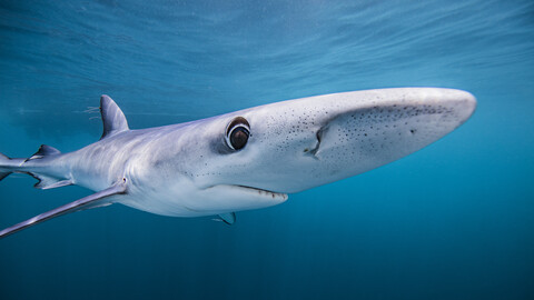 Unterwasseransicht eines Blauhais, San Diego, Kalifornien, USA, lizenzfreies Stockfoto